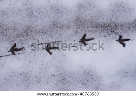 four pheasant footsteps in winter snow