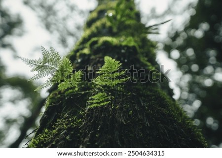 Image, Stock Photo wild fern Harmonious Calm