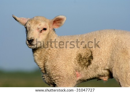 Here you can see a young lamb with a dark brown fleck on the left side.