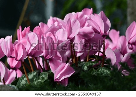 Similar – Image, Stock Photo Amazing cyclamen in bloom in winter