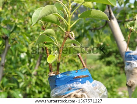 Taxıl meyvə ağacları