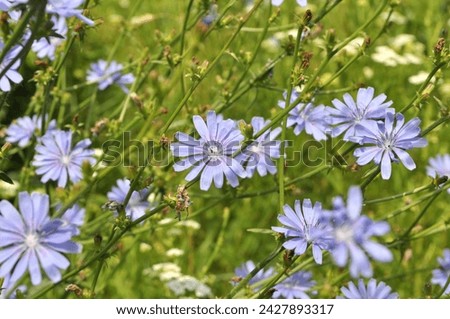 Similar – Foto Bild Wegwarte, Cichorium intybus, ist eine Wild- und Heilpflanze mit blauen Blueten. Die Blueten sind essbar. Chicory, Cichorium intybus, is a wild and medicinal plant with blue flowers. The flowers are edible.