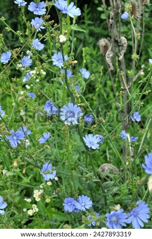 Similar – Foto Bild Wegwarte, Cichorium intybus, ist eine Wild- und Heilpflanze mit blauen Blueten. Die Blueten sind essbar. Chicory, Cichorium intybus, is a wild and medicinal plant with blue flowers. The flowers are edible.