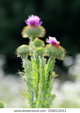 Similar – Image, Stock Photo prickly thistle in the backlight