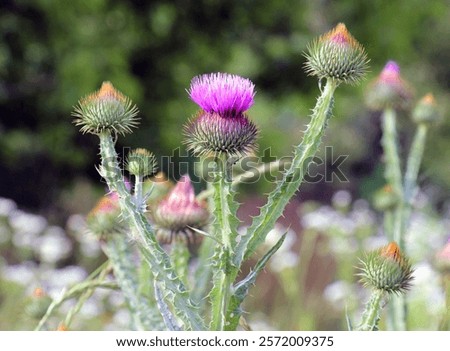 Image, Stock Photo prickly thistle in the backlight