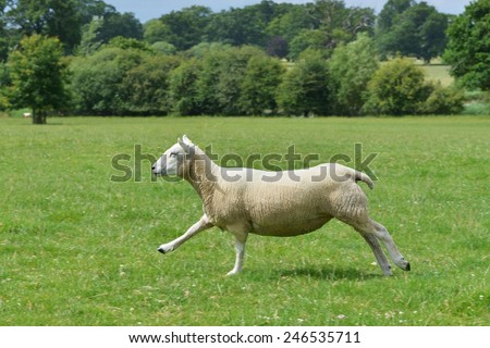 A Lamb Runs through a Green Farmland Field