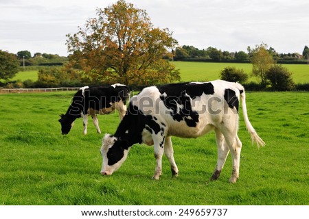 Spotted Black and White Holstein Cattle Grazing in a Green Field
