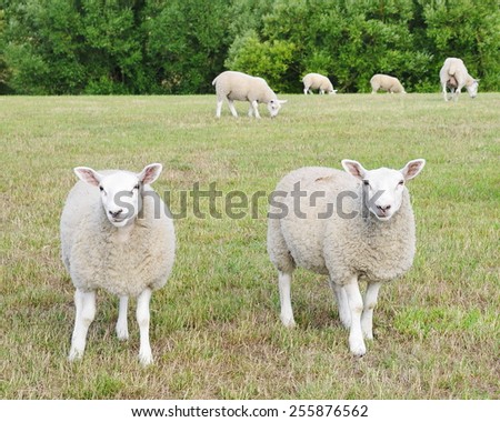 Scenic View of Sheep Grazing in a Green Farmland Field