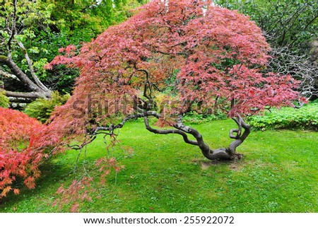 View of a Beautiful Japanese Maple Tree in Autumn
