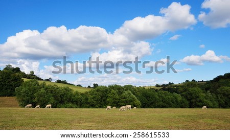 Rural Landscape View of a Sheep Grazing in a Green Farmland Field against a Beautiful Blue Cloudy Sky