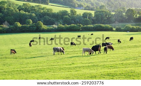 Rural Landscape View of Cattle Grazing on in a Green Farmland Field Bathed in Warm Morning Sunlight
