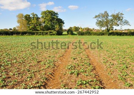 Scenic View of a Dirt Track and Crops Growing on Farmland
