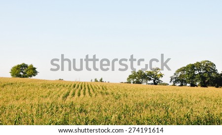 Scenic View of a Crops Growing on a Farmland Field with a Clear Sky Above
