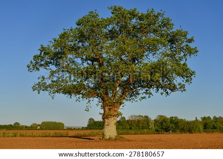 Countryside View of Ploughed Farmland with a Lone Oak Tree and Blue Sky Above