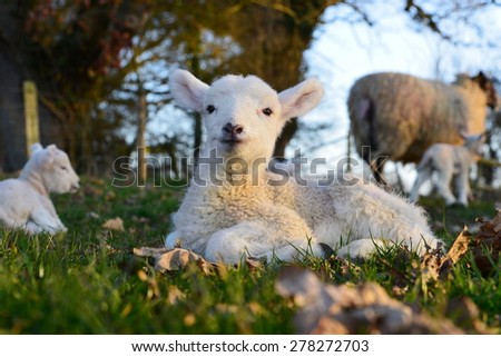 A Newborn Lamb Rests in a Green Farmland Field