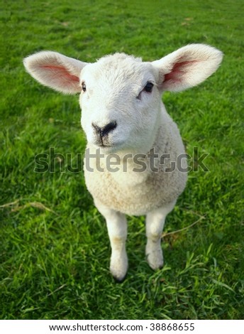 Little Lamb