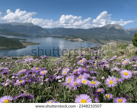 Similar – Image, Stock Photo Alpine meadow with yellow flowers in mountains