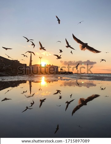 Many flying seagulls at amazing sunset with view of main promenade of Sevastopol, Crimea. Krym main landmark. Beautiful landscape. Zdjęcia stock © 