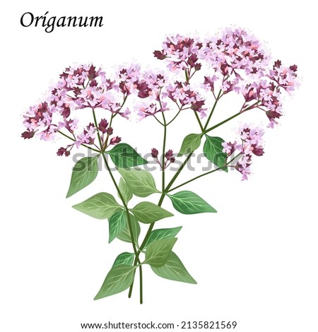 Image, Stock Photo flowering oregano Oregano
