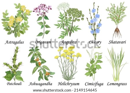 Medicinal and healing herbs collection. Hand drawn set of botanical vector illustrations, isolated on white.