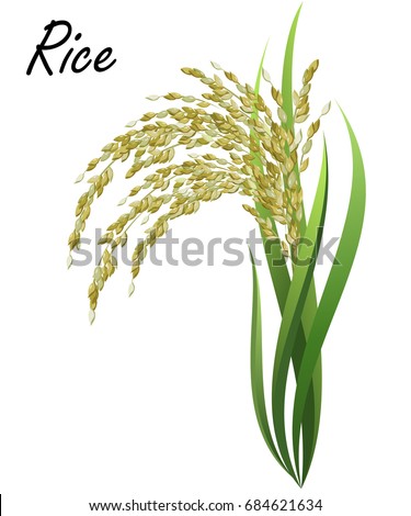 Rice (Oryza sativa, Asian rice). Hand drawn realistic vector illustration of rice plant isolated on white background.