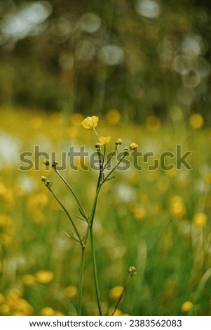 Similar – Image, Stock Photo Swedish buttercups Yellow