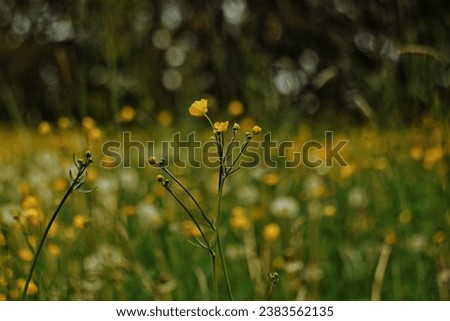 Similar – Image, Stock Photo Swedish buttercups Yellow