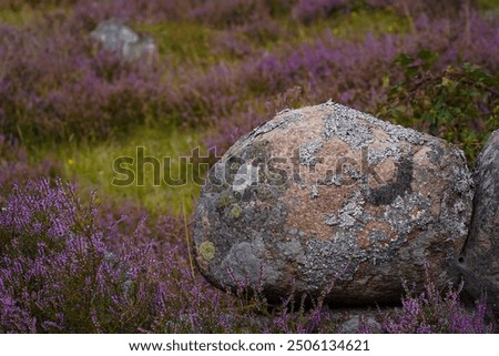 Similar – Foto Bild Pink heather Umwelt Natur