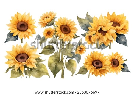 watercolor sunflower element set. isolated on white background