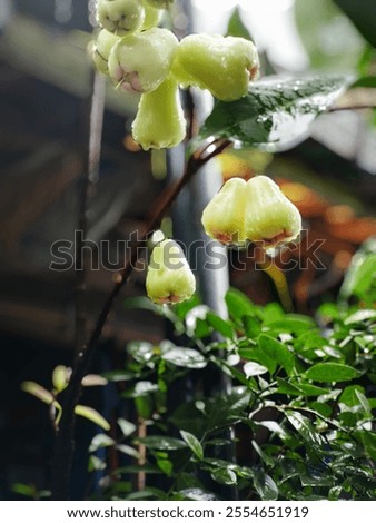 Similar – Image, Stock Photo urban gardening apple fruit