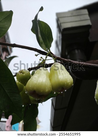 Similar – Image, Stock Photo urban gardening apple fruit