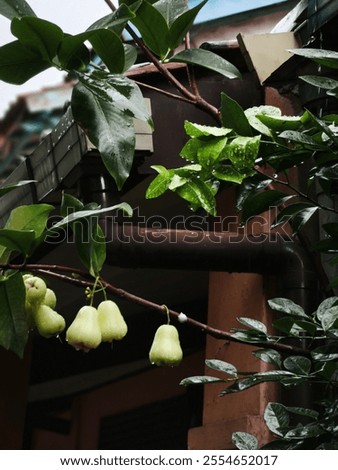 Similar – Image, Stock Photo urban gardening apple fruit