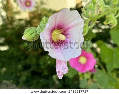 Similar – Image, Stock Photo Closeup of a Hollyhock