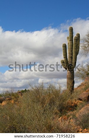 blue sky with saguaro cactus on a hill side