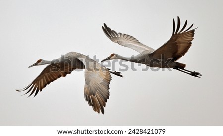 Similar – Image, Stock Photo Flying crane in the light of low morning sun, against blue sky