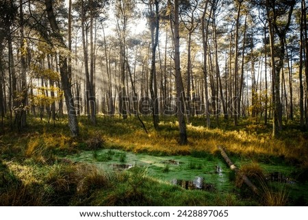 Similar – Image, Stock Photo Nature park, Netherlands