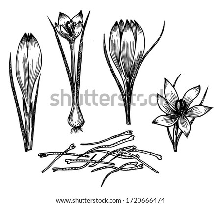 Saffron flower vector drawing. Saffron: flower and saffron stamens. Hand drawn herb and food spice. Engraved vintage flavor. Great for packaging design, label, icon. 