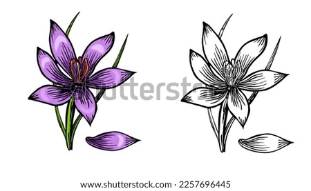 Crocus vector sketch illustration isolated on white background, saffron sketch art. Saffron flower. Template for packaging design, label, banner, poster, icon. Coloring page.