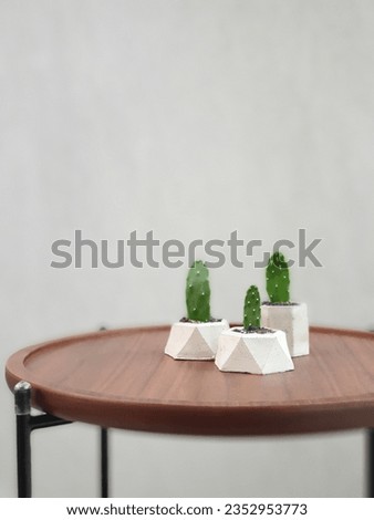 Similar – Image, Stock Photo Three mini cactus in white ceramic pots on grey concrete table background