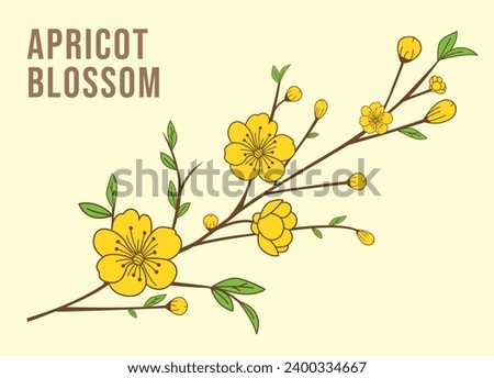 Vector illustration of yellow apricot flower branch, Hoa mai, the flowers of traditional Vietnamese new year, cherry blossom.