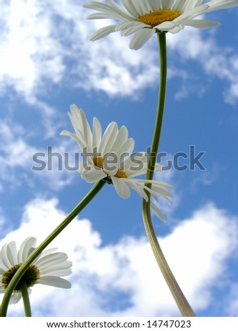 Three yellow and white camomille daisies dance against a blue and white sky