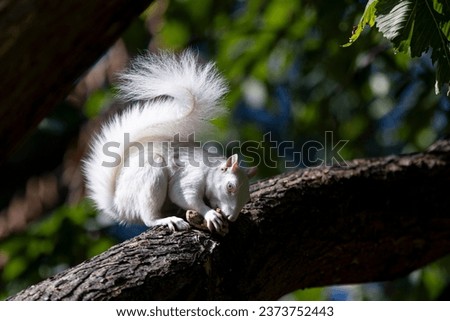 Similar – Image, Stock Photo Cute white albino squirrel sitting on a branch