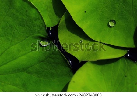 Similar – Image, Stock Photo green plant  leaves in the nature in springtime