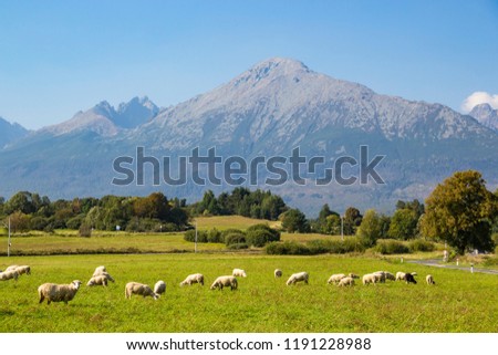 Beautiful view of High Tatras (Vysoke Tatry) mountains, and flock of sheep grazing in a green meadow, Slovakia Foto stock © 