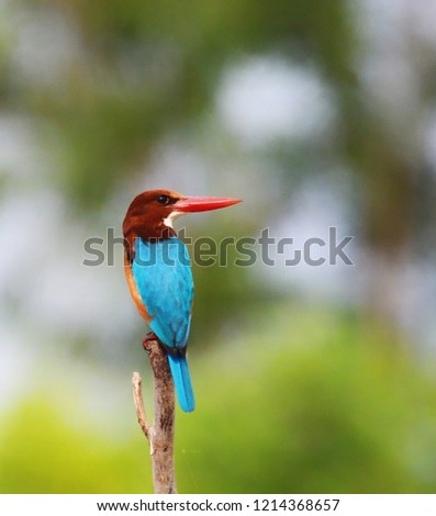 Similar – Image, Stock Photo Habitat / my Space cut