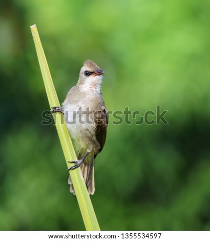 Similar – Image, Stock Photo Habitat / my Space cut