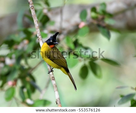 Similar – Image, Stock Photo bülbül Wild animal