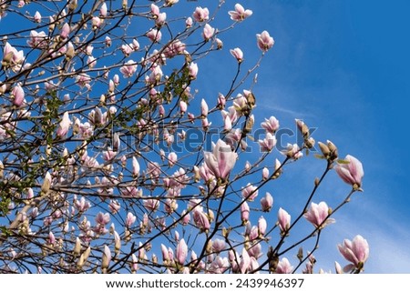 Similar – Foto Bild Magnolia harmonisch