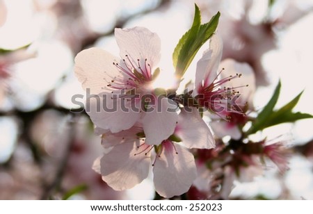 flower of peach