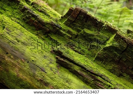 Tree Bark with moss. Close up background. British Columbia, Canada. Rainforest Foto stock © 
